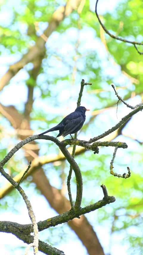 The common blackbird (Turdus merula) sits on a branch and sings. Stock Footage 331529094