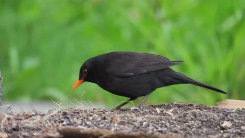 Common blackbird, Turdus merula, Spain Stock Footage 234428131