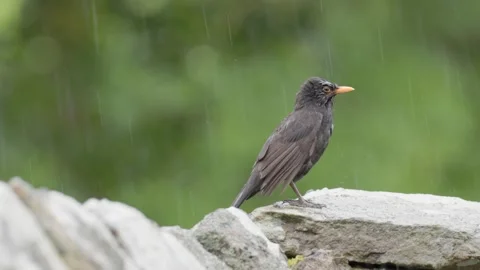 A Common Blackbird (Turdus merula) on a stone wall in the rain, Britain, UK Stock Footage 337725789