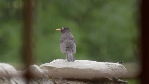 Common Blackbird (Turdus merula) through a window in the Rain, Britain, UK Stock Footage 337725424