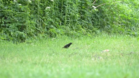 Common Blackbird Walking and Taking Flight in Meadow - 4K Wildlife Slow Motion Vídeos de archivo 336269898