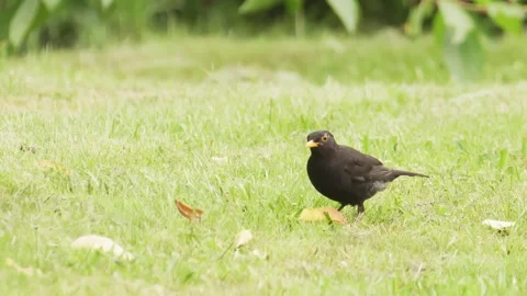 Common blackbird walking in the grass. 4k video. Vídeos de archivo 279013709