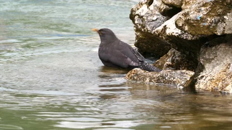 Common Blackbird washing Stock Footage 65147462