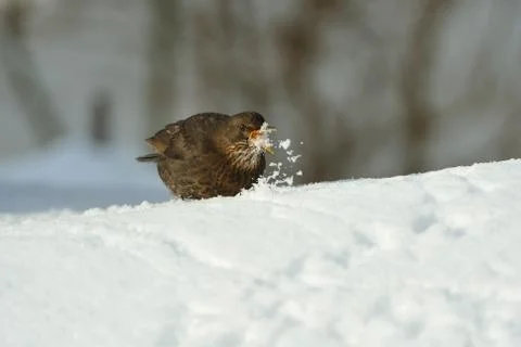 Common blackbird in winter Stock Photos