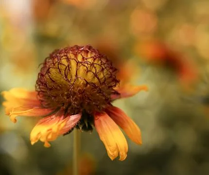 A Common Blanket Flower Stock Photos