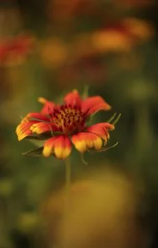A Common Blanket Flower Stock Photos