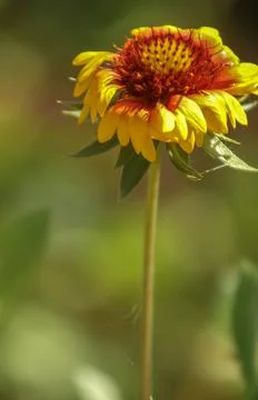 Common Blanketflower Foto stock