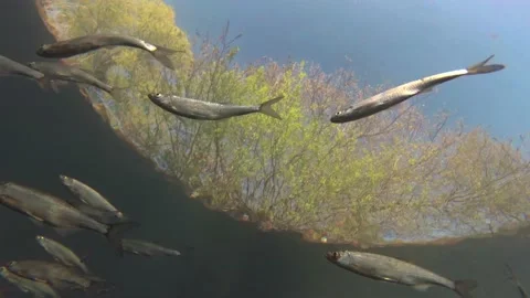 Common bleak fish school low angle 4K Stock Footage 146544494