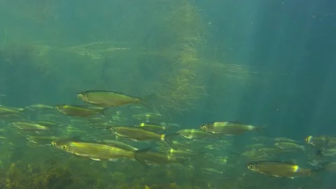 Common bleak fish school from the side Stock Footage 146544546