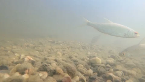 Common bleak fish swimming in muddy lake water. Underwater shot. 動画素材 88968643