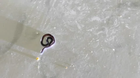 Common blindsnake Stock Footage 287047853