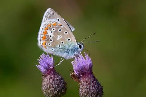 Common Blue between two thistle flowers Stock Photos
