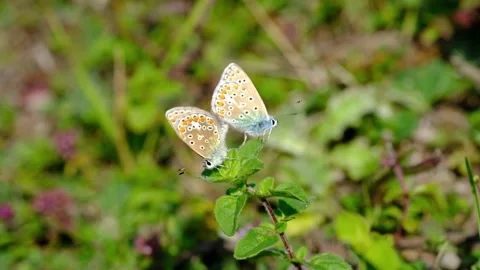 Common Blue butterflies mating Stock Footage 231864478