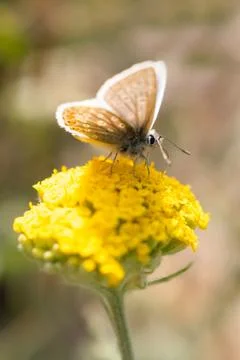 Common blue butterfly with brown patterned underwing on yellow yarrow Stock Photos