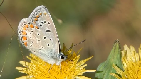 Common blue butterfly eats nectar from the flower with proboscis Stock Footage 139632280