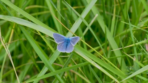 Common Blue Butterfly on Grass Stock Footage 345062641