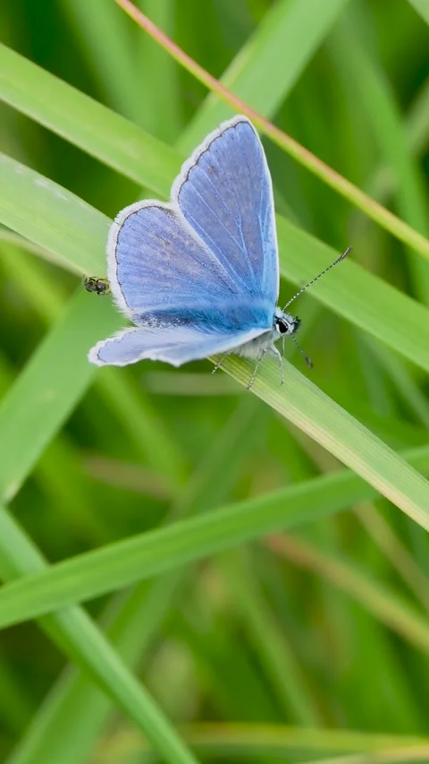 Common Blue Butterfly on Grass Stock Footage 345062683