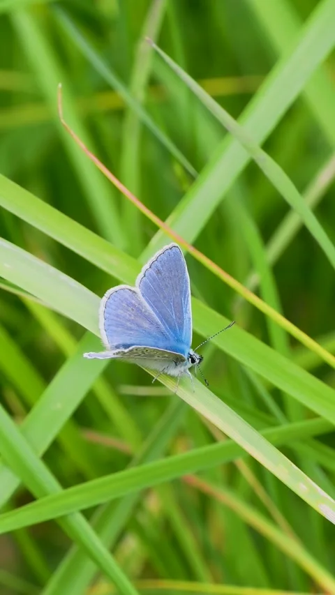Common Blue Butterfly on Grass Stock Footage 345062696