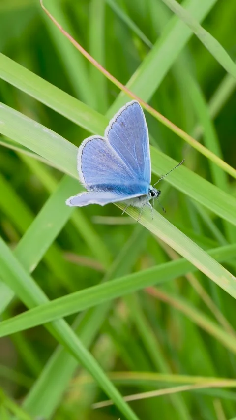 Common Blue Butterfly on Grass Stock Footage 345062718