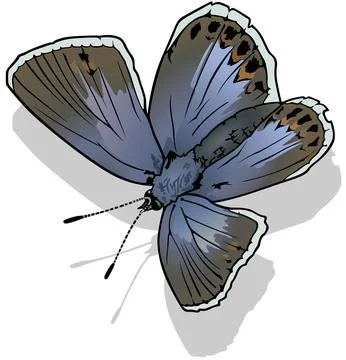 Common Blue Butterfly Stock Illustration