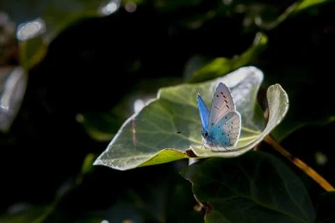 Common blue butterfly on leaf 写真素材