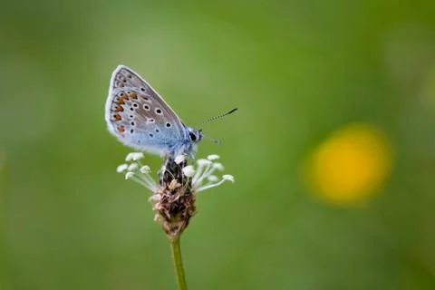 Common blue butterfly Stock Photos
