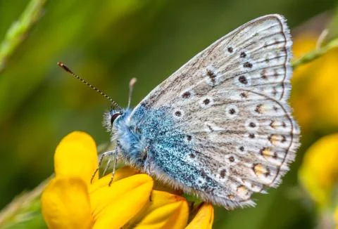 Common Blue Butterfly Stock Photos