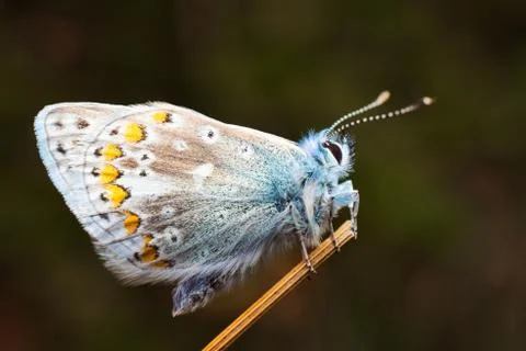 Common blue butterfly Stock Photos
