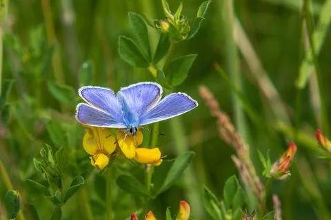 Common blue butterfly Stock Photos