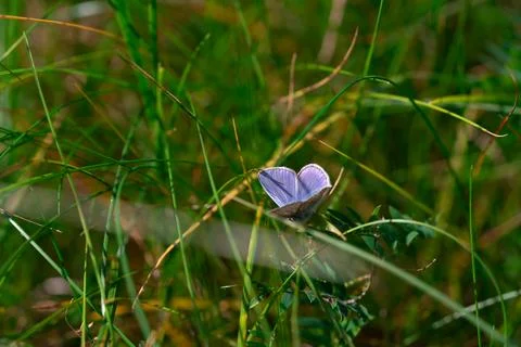 Common blue butterfly Fotos Stock