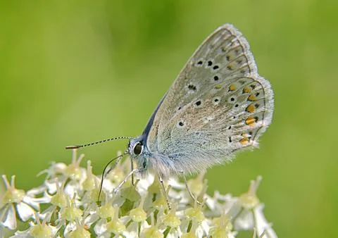 Common blue butterfly 스톡 사진
