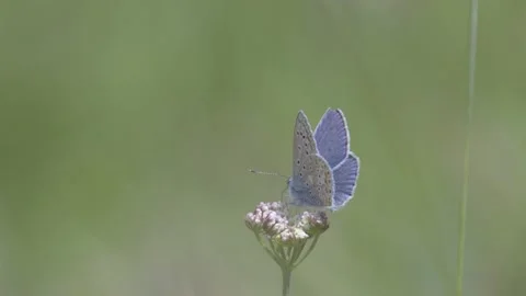 Common Blue Butterfly (polyommatus) feeding on nectar. Stock Footage 133723348