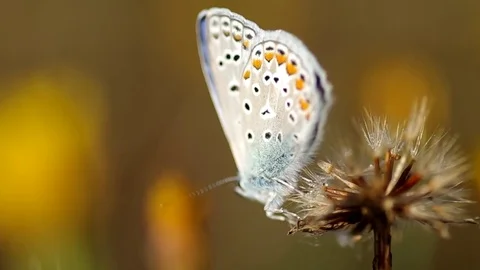Common Blue butterfly (Polyommatus icarus) Stock Footage