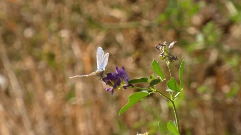 Common blue butterfly Polyommatus icarus flight as transformation Stock-Footage 342402318