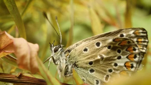 Common blue butterfly (polyommatus icarus) resting in natural habitat Stock Footage 342485055