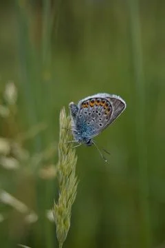Common blue butterfly at rest with underside visible Stock Photos