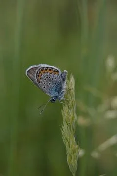Common blue butterfly at rest with underside visible Stock Photos