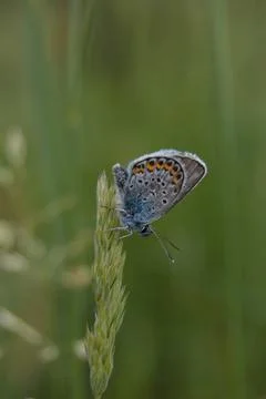 Common blue butterfly at rest with underside visible Stock Photos