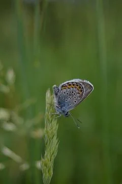 Common blue butterfly at rest with underside visible Stock Photos