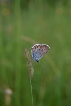 Common blue butterfly at rest with underside visible Stock Photos
