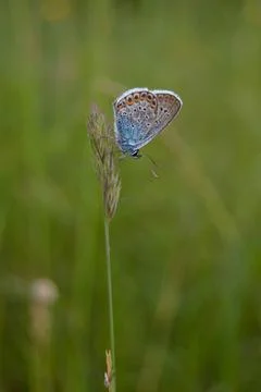 Common blue butterfly at rest with underside visible Stock Photos
