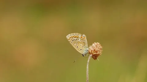 A common blue butterfly rests on a dried wildflower Vídeo Stock 342931226