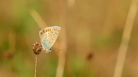A common blue butterfly rests on a dry flower head in warm sunlight 動画素材 343510397