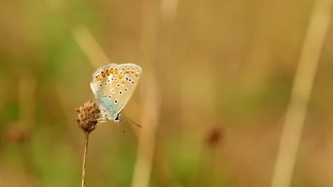 A common blue butterfly rests on a dry flower head in warm golden sunlight Vídeo Stock 343725840