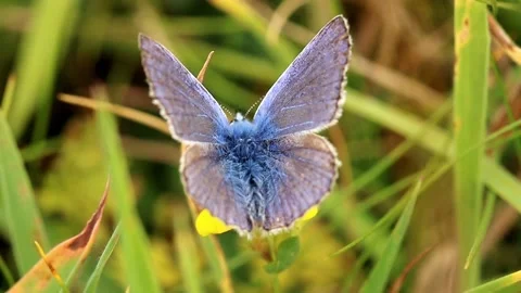Common Blue Butterfly. Scientific name Polyommatus icarus. Stock-Footage 193993307