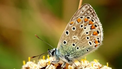 Common Blue Butterfly. Scientific name Polyommatus icarus. Stock-Footage 193993448