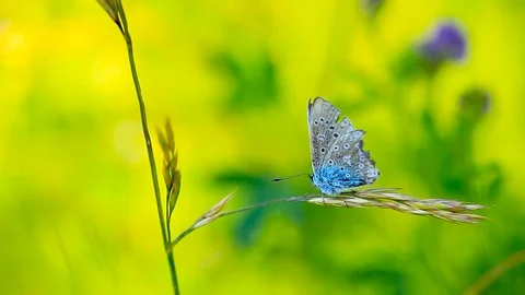 Common blue butterfly with torn wings resting on grass. Close up copyspace Stock Footage 112286622