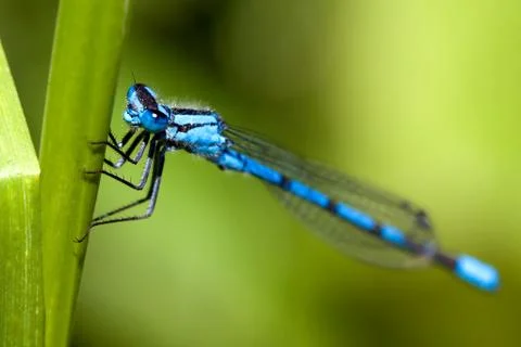 Common blue damselfly 2 Stock Photos