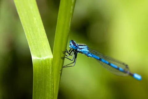 Common blue damselfly 2 Stock Photos