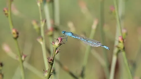 Common Blue Damselfly Dragonfly flying, Enallagma cyathigerum Vidéo 11275365